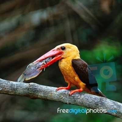 Male Brown-winged Kingfisher Stock Photo