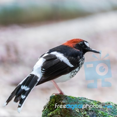 Male Chestnut-naped Forktail Stock Photo