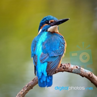 Male Common Kingfisher Stock Photo