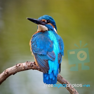 Male Common Kingfisher Stock Photo