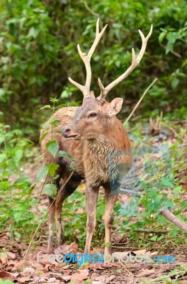 male Deer standing Stock Photo