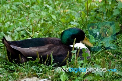 Male Duck Stock Photo