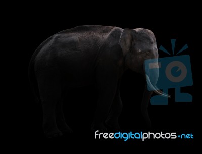 Male Elephant Standing At Night Time Stock Photo