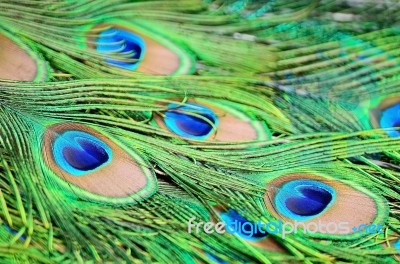 Male Green Peacock Feathers Stock Photo