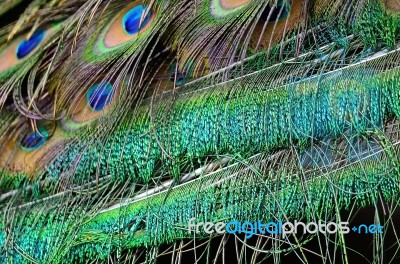 Male Green Peacock Feathers Stock Photo