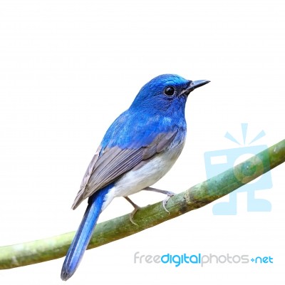 Male Hainan Blue Flycatcher Isolated Stock Photo