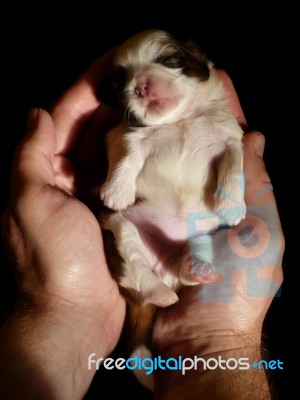 Male Hand Holding Puppy Stock Photo