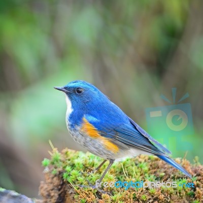 Male Himalayan Bluetail Stock Photo Male Himalayan Bluetail Stock Photo