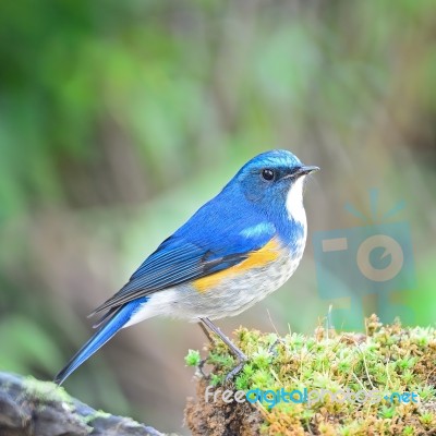 himalayan bluetail himalayan bluetail
