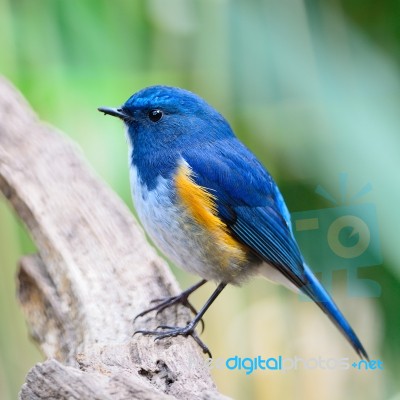 Male Himalayan Bluetail Stock Photo