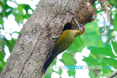 Male Laced Woodpecker Stock Photo