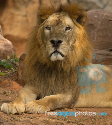 Male Lion Stock Photo