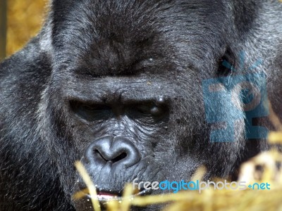 Male Lowland Gorilla Stock Photo
