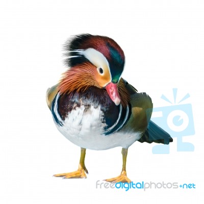 Male Mandarin Duck Stock Photo