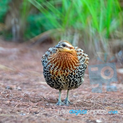 Male Mountain Bamboo Partridge Stock Photo