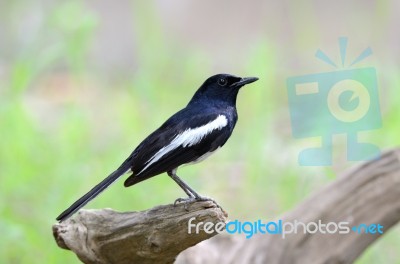 Male Oriental Magpie-robin Stock Photo