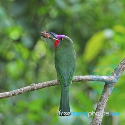 Male Red-bearded Bee-eater Stock Photo