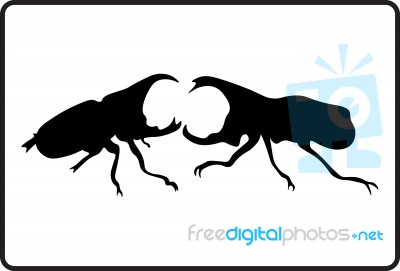 Male Rhinoceros Beetle Stock Image
