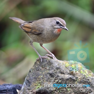 Male Siberian Rubythroat Stock Photo