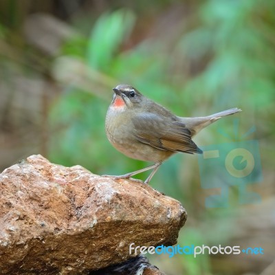 Male Siberian Rubythroat Stock Photo