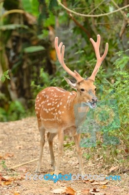 Male Sika Deer Stock Photo
