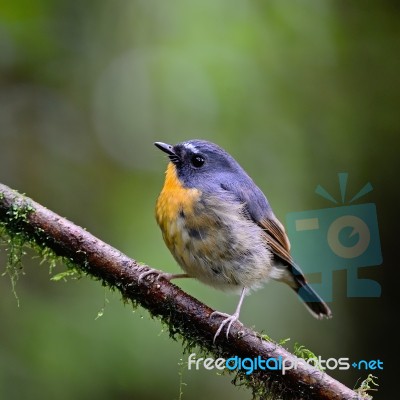 Male Snowy-browed Flycatcher Stock Photo