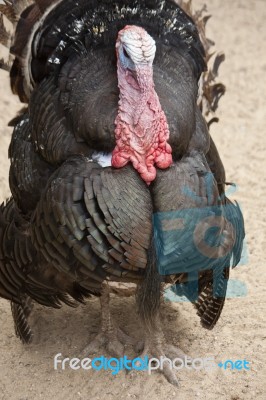 Male Turkey Stock Photo