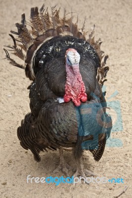 Male Turkey Stock Photo