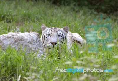 Male White Bengal Stock Photo Male White Bengal Stock Photo