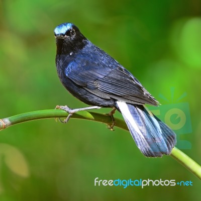 Male White-tailed Robin Stock Photo