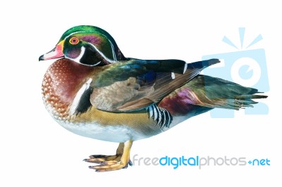 Male Wood Duck Stock Photo