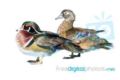 Male Wood Duck And Female Stock Photo