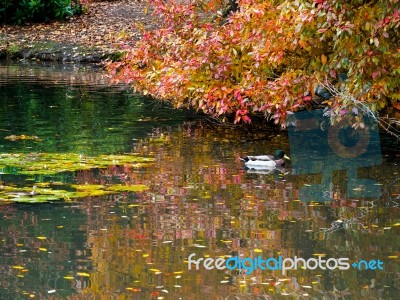 Mallard  And Tree Leaves Changing Colour In Autumn Stock Photo