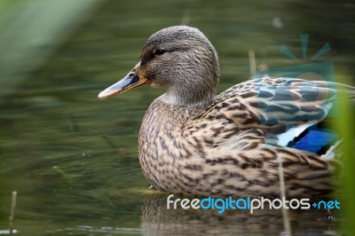 Mallard Duck Stock Photo