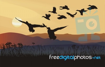Mallard Ducks At Sunrise Stock Image