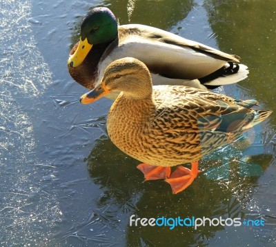 Mallard Ducks On The Ice Stock Photo