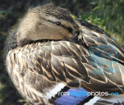 Mallard Preening Stock Photo