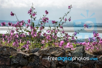 Mallow Growing Behind A Stone Wall Holy Island Of Lindisfarne Stock Photo