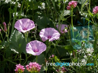 Mallow-leaved Bindweed (convolvulus Althaeoides) Stock Photo
