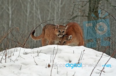 Mama & Baby Cougar Stock Photo