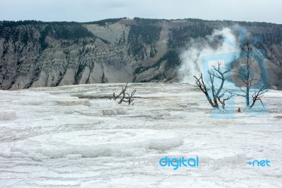 Mammoth Hot Springs Stock Photo