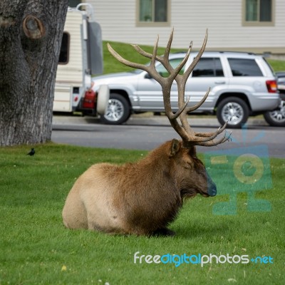 Mammoth Hot Springs, Wyoming/usa - September 24 : Elk Resting By… Stock Photo