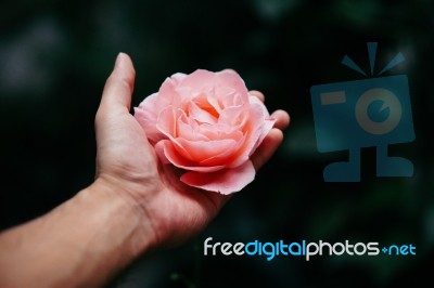 Man Holding Pink Rose In Hand Stock Photo