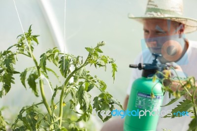 Man In Greenhouse Care About Tomato Plant Stock Photo