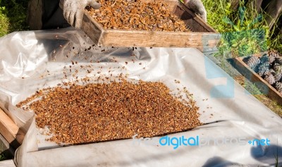 Man Sifts Through A Sieve Pine Nuts Stock Photo