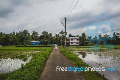 Man Walking Along A Long Road Back To His Home With Rice Fields Stock Photo