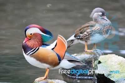 Mandarin Duck Stock Photo