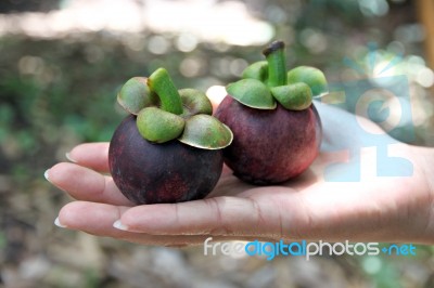 Mangosteen In Hand Stock Photo