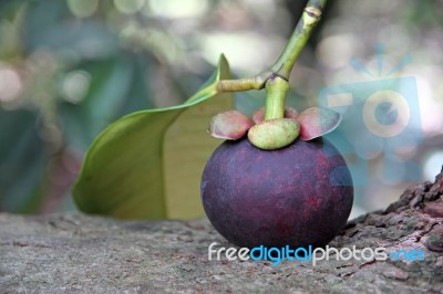 Mangosteen Put On The Tree Stock Photo