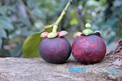 Mangosteen Put On The Tree Stock Photo